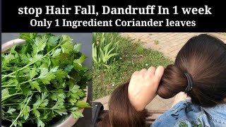 Best Home remedy For Hair LossCoriander Hair Growth Toner for BaldnessHair Fall dandruff Problem [upl. by Aztilem]