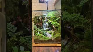 Decor Terrarium 51 terrariumdesign trending terrariumart miniterrarium terrarium [upl. by Carpet]