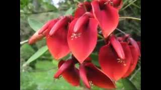 Erythrina cristagalli  A flor de junho  The flower of June [upl. by Mahtal129]