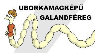 Uborkamagképű galandféreg Dipylidium caninum  csak egyszerűen [upl. by Goddart]