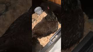 Broody Mama Hen becomes a house chicken [upl. by Georglana771]