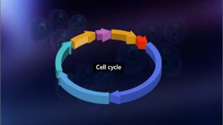 Cell Division and Cell Cycle CBSE ContentScienceClass 9 [upl. by Alistair]