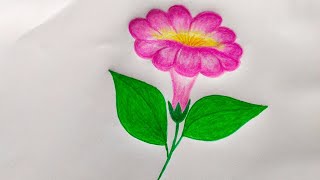 pencil drawing flowers easy  flower drawing easy \\ flower drawing colour pencil [upl. by Parsaye]