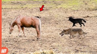 Look What Happened When These Wolves Attacked Horse [upl. by Marya]