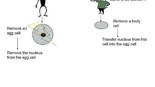 adult cell cloning [upl. by Nerraj]