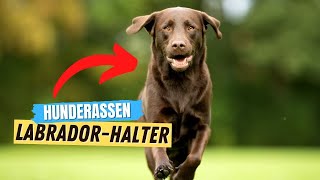 3 Dinge die ALLE Labrador RetrieverBesitzer wissen sollten ✅ [upl. by Shira]