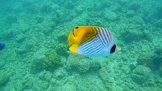 Epic Snorkeling Kauai Hawaii Poipu Beach HD [upl. by Salvucci]