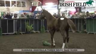 Cavan Elite Foal Sale 2015 [upl. by Anifares28]