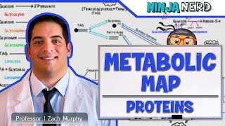 Metabolism  The Metabolic Map Proteins [upl. by Prue]