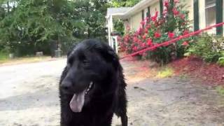 Tucker FlatCoated Retriever Mix ADOPTED [upl. by Thetes711]