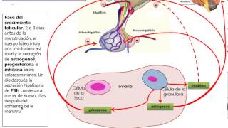 eje hipotalamo hipofisis ovario [upl. by Gnouhc]