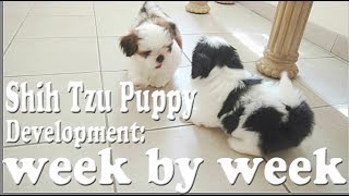 Shih Tzu Puppy Development week by week [upl. by Ailev579]