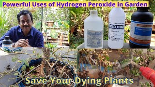 Benefits Hydrogen Peroxide for Plants in the Garden  మొక్కలకి హైడ్రోజన్ పెరాక్సైడ్ ఉపయోగాలు [upl. by Oleta]