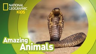 Is That a Spectacled Cobra  Snake SOS Goa’s Wildest  National Geographic [upl. by Hannazus]