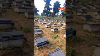 Lifestyle of Beekeeper honey bee plus honey bee keeper lifestyle honeybee beekeeper shortvideo [upl. by Sergio700]