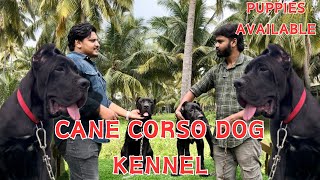 Cane corso dog kennel Coimbatore mastiff dog breed puppies for sale  pets life yt  Coimbatore [upl. by Rastus]