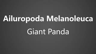 How To Pronounce Ailuropoda Melanoleuca  Giant Panda [upl. by Euqinue]