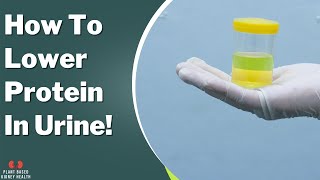 How to lower protein in the urine Diet and medications [upl. by Nyrahtak]