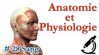 Anatomie et Physiologie  28 Sang [upl. by Dorcia]