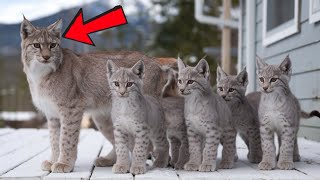 Lynx Mama Brings Her 7 Kittens To Revisit Kind Mans Yard [upl. by Haianeb]