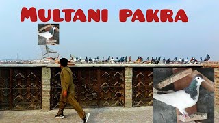 Haye maze Multani pakra peigons birds vlog [upl. by Aig359]