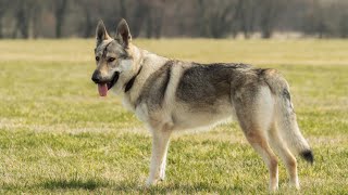 Cane Lupo Cecoslovacco Il Compagno Perfetto per le Avventure [upl. by Airamzul699]