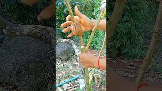 A119 Grafting fruit trees techniquesgrafting lemon wedges shorts easy YouTube youtubeshorts [upl. by Megargee74]