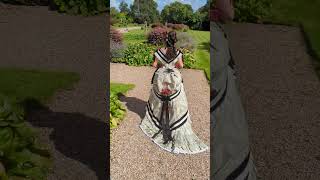 Victorian bustle dress strolling in an English country garden🌹🌸🌿🪻victorian bustledress 1870s [upl. by Rahel691]