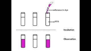 Microbiological methods of examination of milk and milk products I MBRT I Milk quality examination I [upl. by Schiffman991]