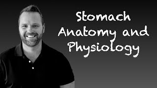 Stomach Anatomy and Physiology [upl. by Ioj]