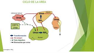 Sistema digestivo de los rumiantes Digestión de Proteínas Ciclo de urea Digestión de lípidos [upl. by Scheer]