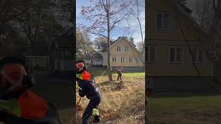 martinheljevedse arborist [upl. by Grania338]