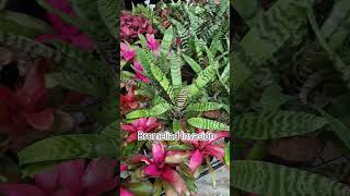 Bromeliad subscribe gardenplants subscribenow gardening [upl. by Lothario]