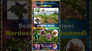 Jatamansi jatamsnsi 🍀🍀🍀 plants shorts shortsfeed shortvideos farming names herbs video [upl. by Assirahc819]