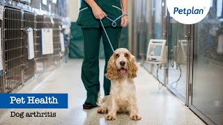 Petplan Common Illnesses  Dog Arthritis [upl. by Voleta]