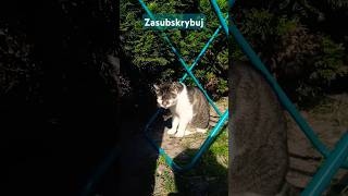 Bohaterska Kotka Pysia 🐈🐾🐱 cat catlover viralvideo shorts funny comedy [upl. by Anett]