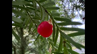 Irelands Native Trees  EPISODE 11 YEW TREE [upl. by Ennaeirrac]