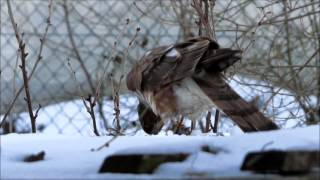 Junger Sperber Accipiter nisus Männchen beim Fressen seiner Beute [upl. by Mylor]