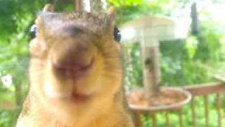 squirrel talking Sooo silly and cute [upl. by Batista]