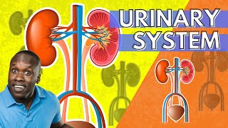 The Urinary System Anatomy and Physiology An Introduction [upl. by Kella]