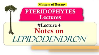 Lecture 4  Lepidodendron Fossil Life Cycle  Pteridophyta Lecture Notes [upl. by Ixela]