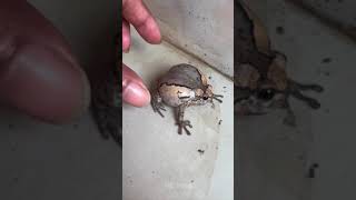 boing boing funny frog Part 5  HD Frog [upl. by Emmi286]