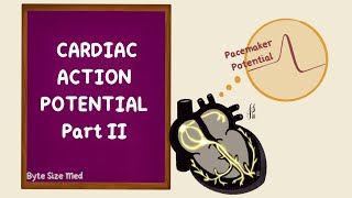 Cardiac myocyte Action potential شرح بالعربي [upl. by Annawaj456]