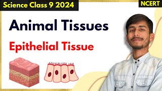 Epithelial Tissues  Easy Explanation  Animal Tissues Class 9th Science [upl. by Craggy]