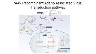 rAAV recombinant Adeno Associated Virus Transduction Pathway Code 273 [upl. by Aticilef]