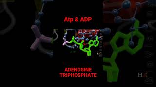 What is ATP in Biology  ATP ENERGY ADP  Adenosine Triphosphate Electron Transport chain [upl. by Janeva]