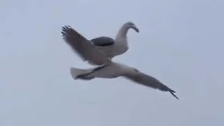 Top 5 Seagull [upl. by Byron]