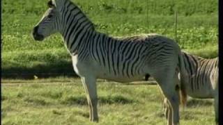 1226 99 Animal Conservation Quagga Recreation in South Africa [upl. by Lemmueu]