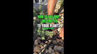 The Proper Way to Add a Drip LineEmitter to Your Plants [upl. by Kehr42]