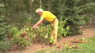 Hortensia snoeien  Hortensia onderhoud buiten  Tuinieren met Hendrik Jan de Tuinman [upl. by Longo]